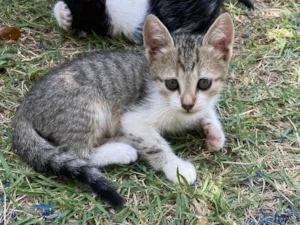 Gato raça SRD idade 2 a 6 meses nome Lua