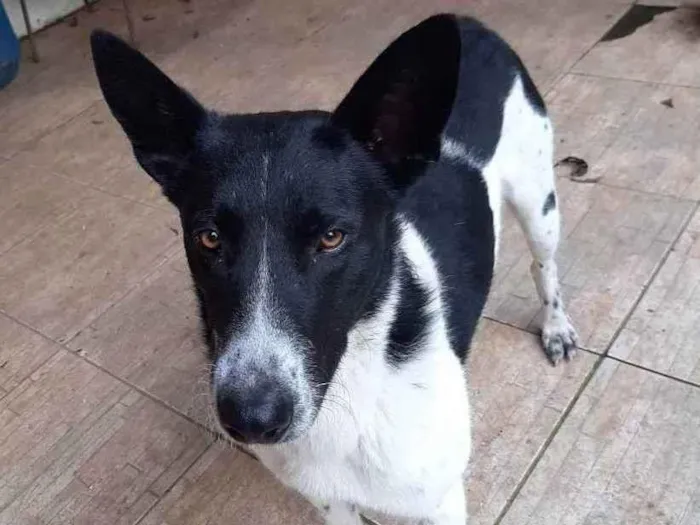 Cachorro ra a Labrador com pastor idade 3 anos nome Rex