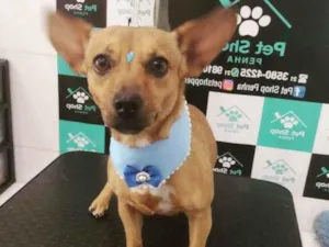 Cachorro raça Vira lata  idade 4 anos nome Padilha 