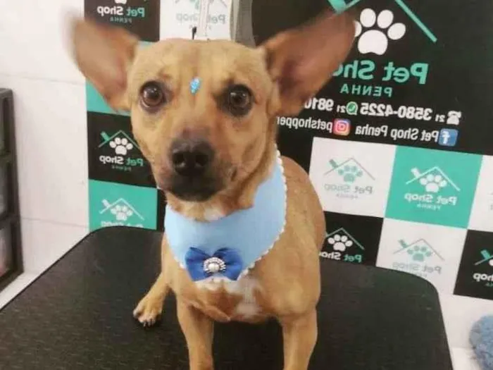 Cachorro ra a Vira lata  idade 4 anos nome Padilha 