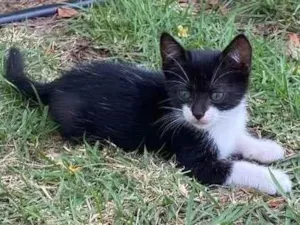 Gato raça SRD idade 2 a 6 meses nome Pretinha