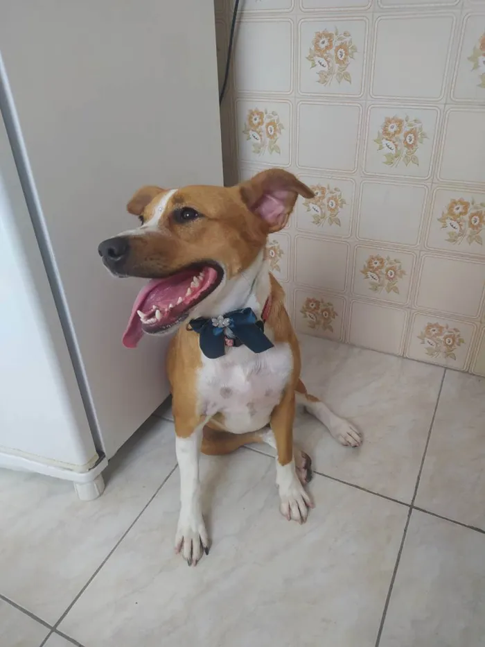 Cachorro ra a SRD idade 3 anos nome Estrela 