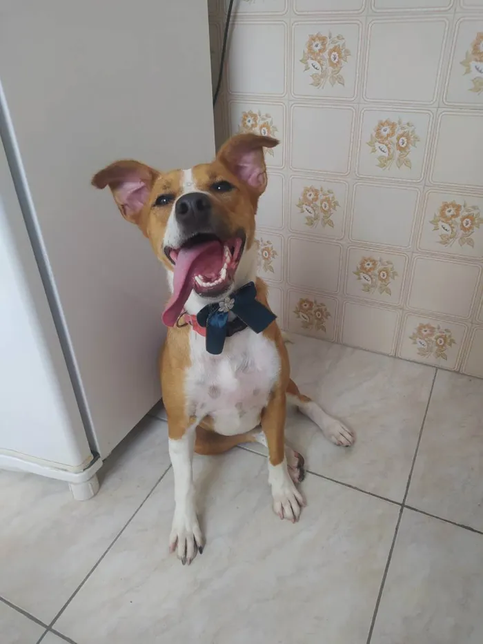 Cachorro ra a SRD idade 3 anos nome Estrela 