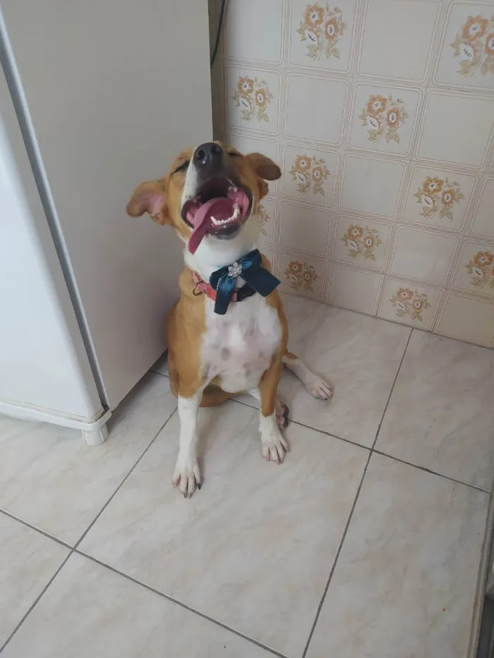 Cachorro ra a SRD idade 3 anos nome Estrela 