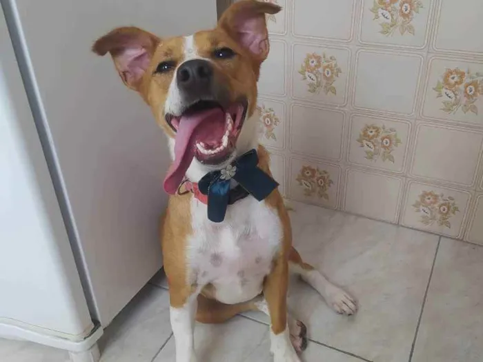 Cachorro ra a SRD idade 3 anos nome Estrela 