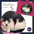 Frajolinha Fêmea 01
