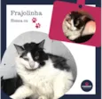 Frajolinha Fêmea 02