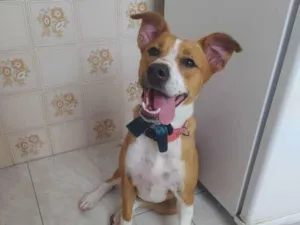 Cachorro raça SRD idade 3 anos nome Estrela 