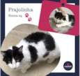 Frajolinha Fêmea 04