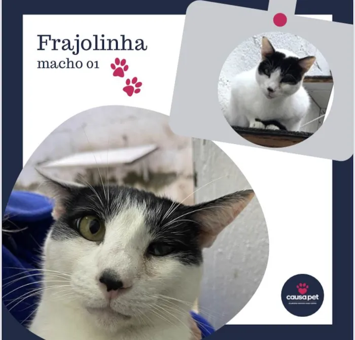 Gato ra a SRD idade 5 anos nome Frajolinha Macho 01