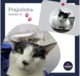 Frajolinha Macho 01