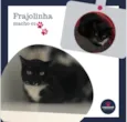Frajolinha Macho 02