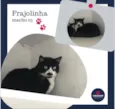 Frajolinha Macho 03