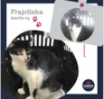 Frajolinha Macho 04