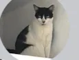 Frajolinha Macho 05