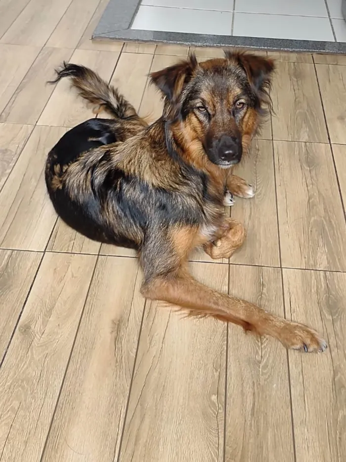 Cachorro ra a SRD idade 1 ano nome Lulli