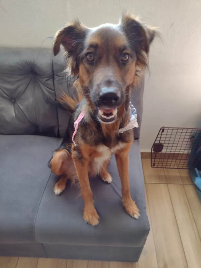 Cachorro ra a SRD idade 1 ano nome Lulli