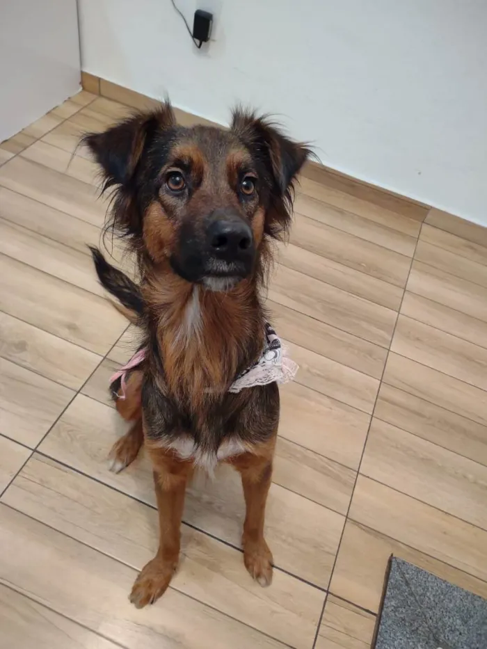 Cachorro ra a SRD idade 1 ano nome Lulli