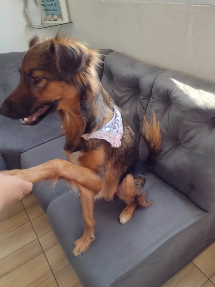 Cachorro ra a SRD idade 1 ano nome Lulli