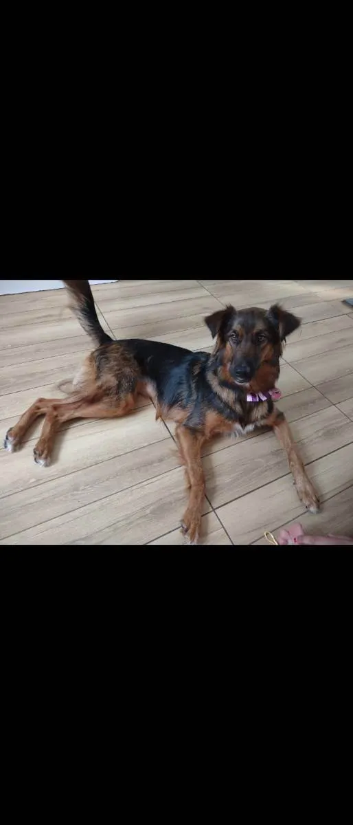 Cachorro ra a SRD idade 1 ano nome Lulli