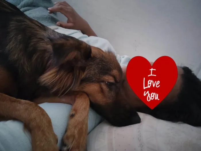Cachorro ra a SRD idade 1 ano nome Lulli