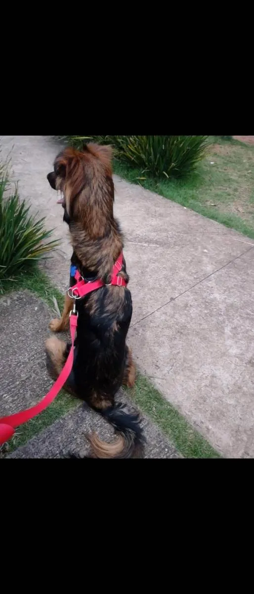 Cachorro ra a SRD idade 1 ano nome Lulli