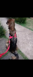 Lulli