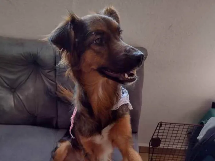 Cachorro ra a SRD idade 1 ano nome Lulli