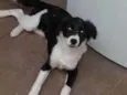 Maya