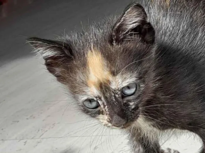 Gato ra a vira-lata (SRD) idade 2 a 6 meses nome Ainda sem um nome