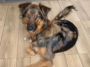 Cachorro raça SRD idade 1 ano nome Lulli