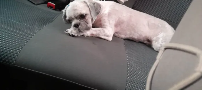 Cachorro ra a Shitishu  idade 1 ano nome Revoada