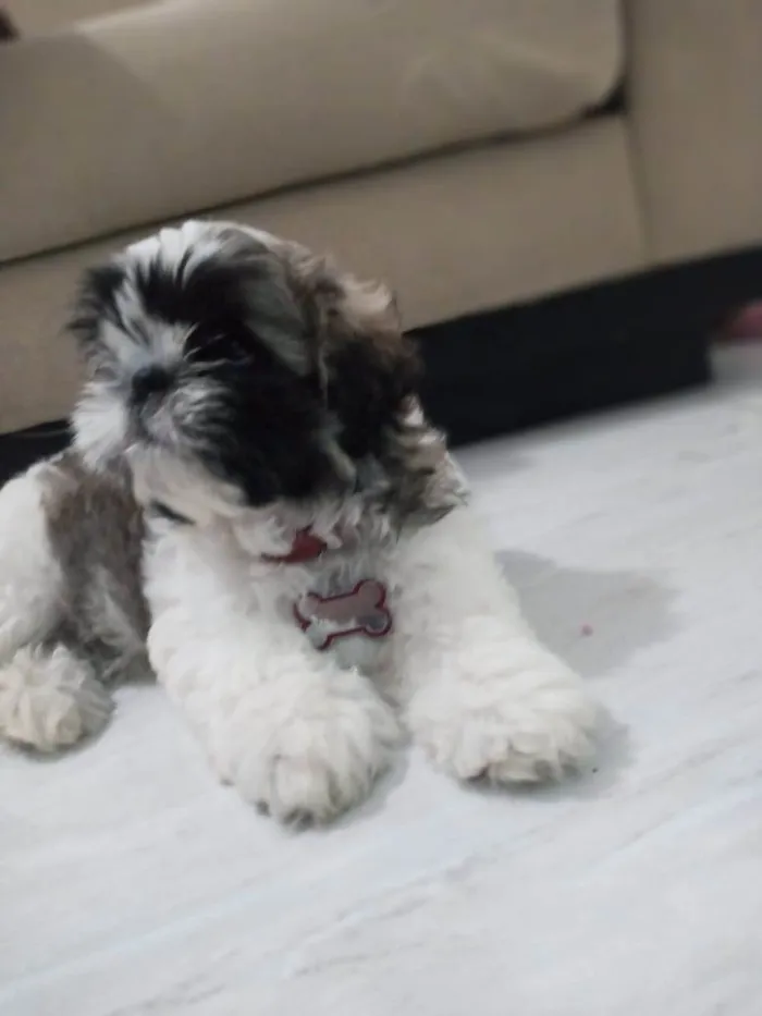 Cachorro ra a Shitishu  idade 1 ano nome Revoada