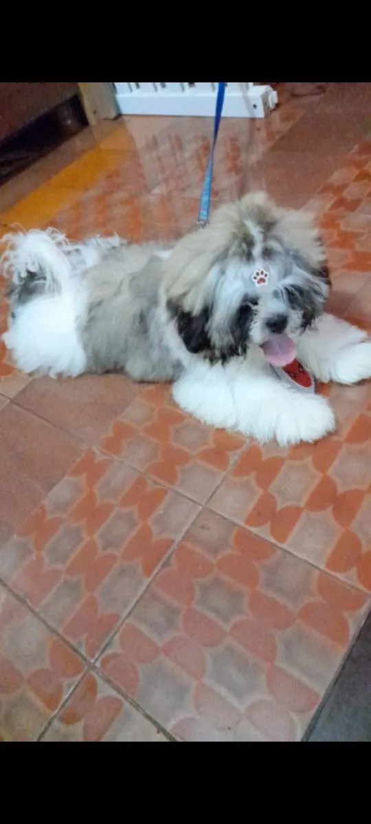 Cachorro ra a Shitishu  idade 1 ano nome Revoada