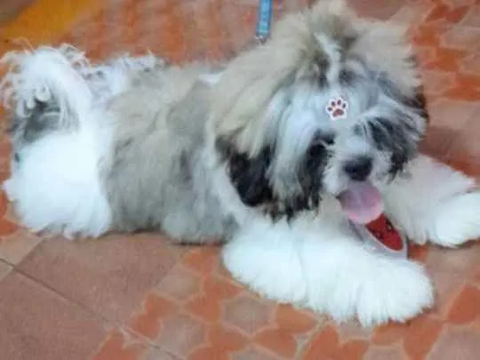 Cachorro ra a Shitishu  idade 1 ano nome Revoada