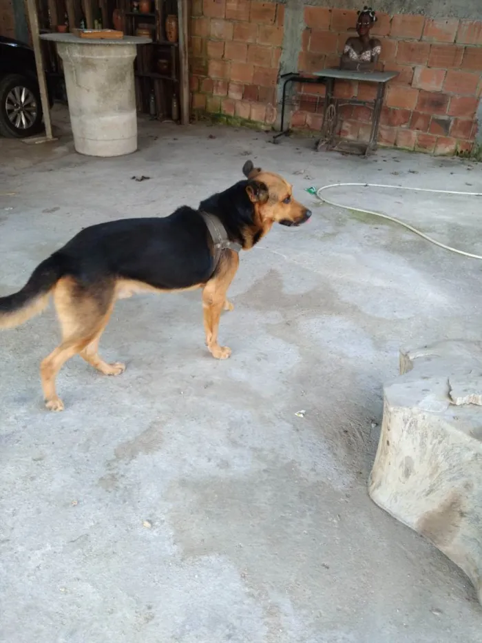 Cachorro ra a SRD (Pastor com Rottwailer) idade 6 ou mais anos nome Thor