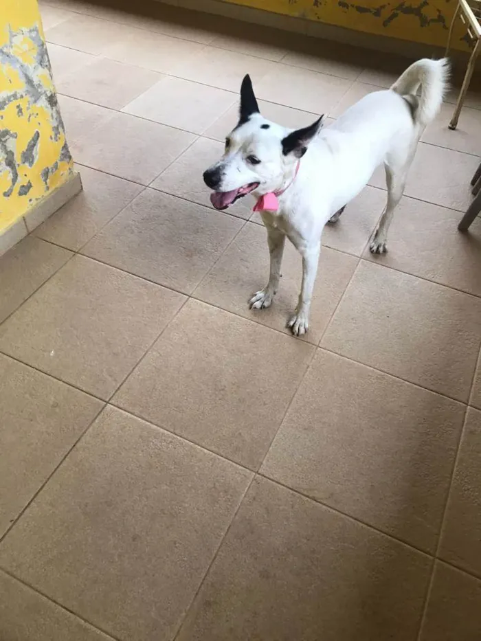 Cachorro ra a SRD idade 5 anos nome Branquinha 