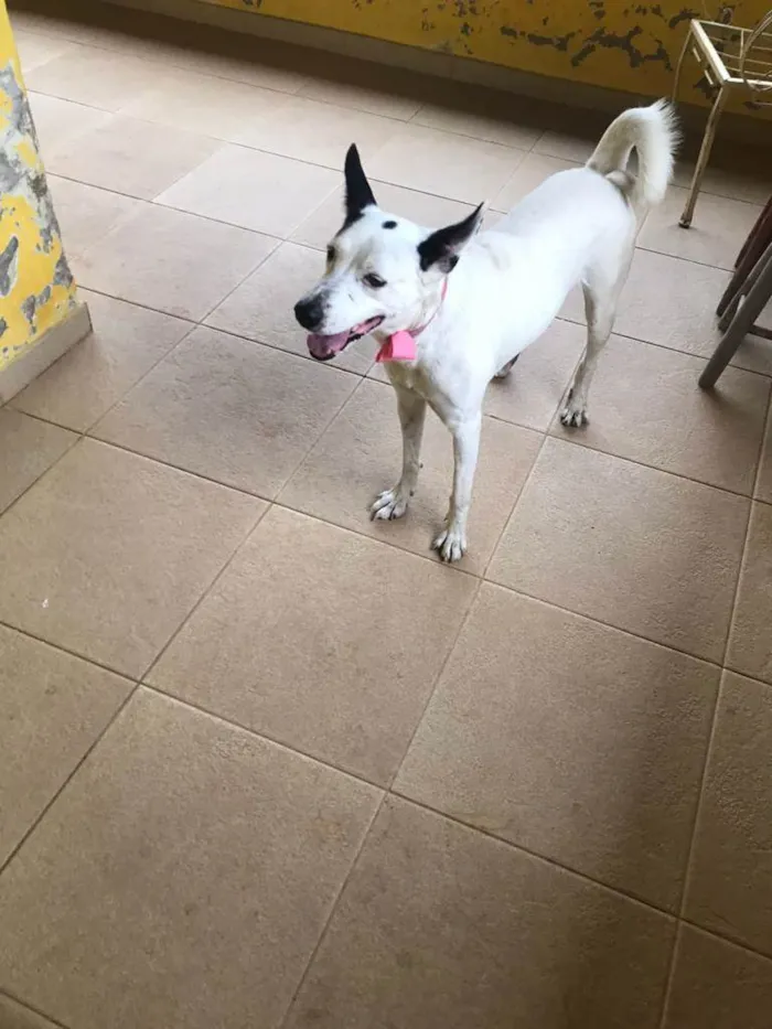 Cachorro ra a SRD idade 5 anos nome Branquinha 