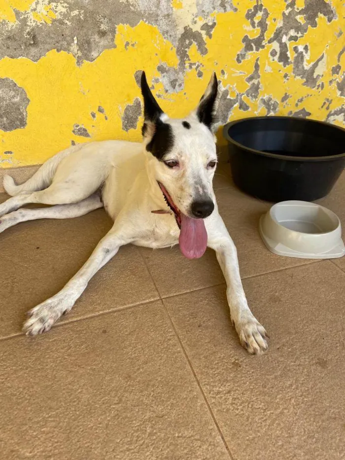 Cachorro ra a SRD idade 5 anos nome Branquinha 