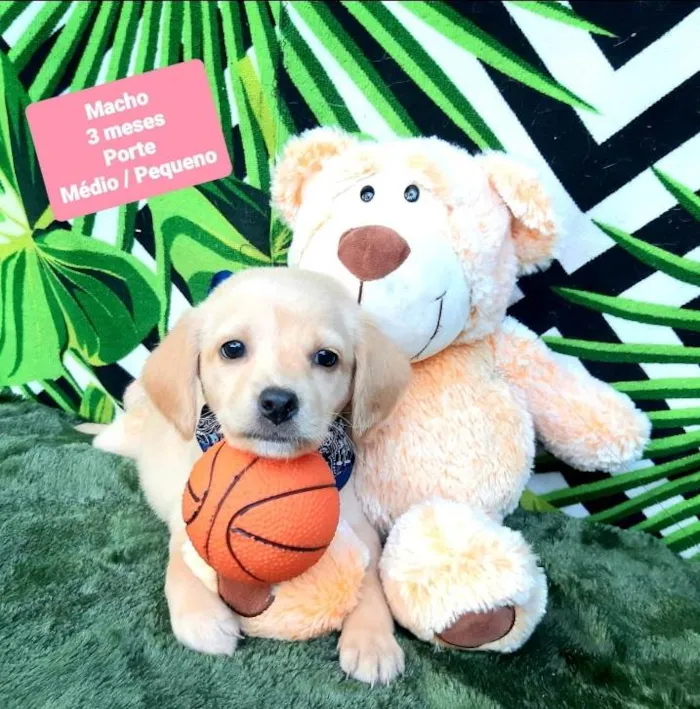 Cachorro raça Srd idade 2 a 6 meses nome Dean