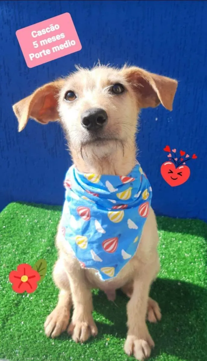 Cachorro raça Srd idade 2 a 6 meses nome Cascão 