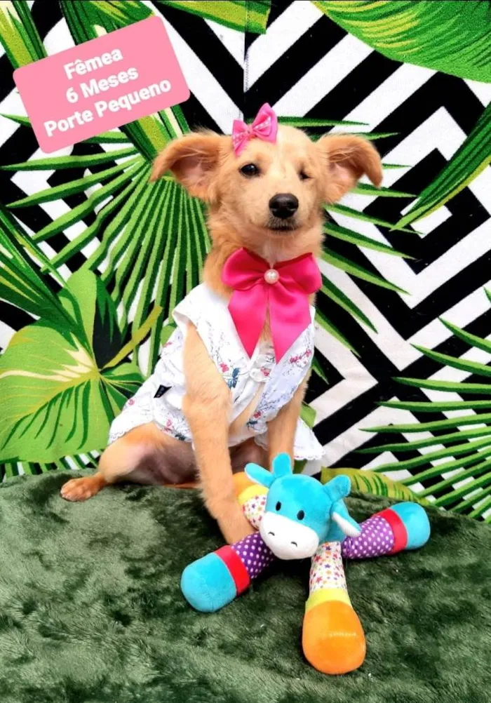 Cachorro raça Srd idade 2 a 6 meses nome Candy