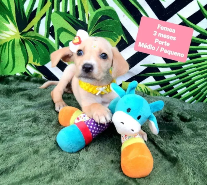 Cachorro raça Srd idade 2 a 6 meses nome Clara