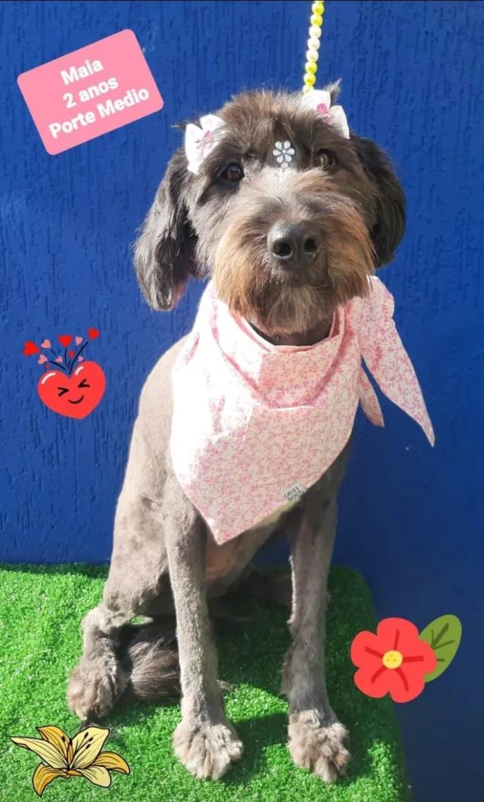 Cachorro raça Srd idade 2 anos nome Maia