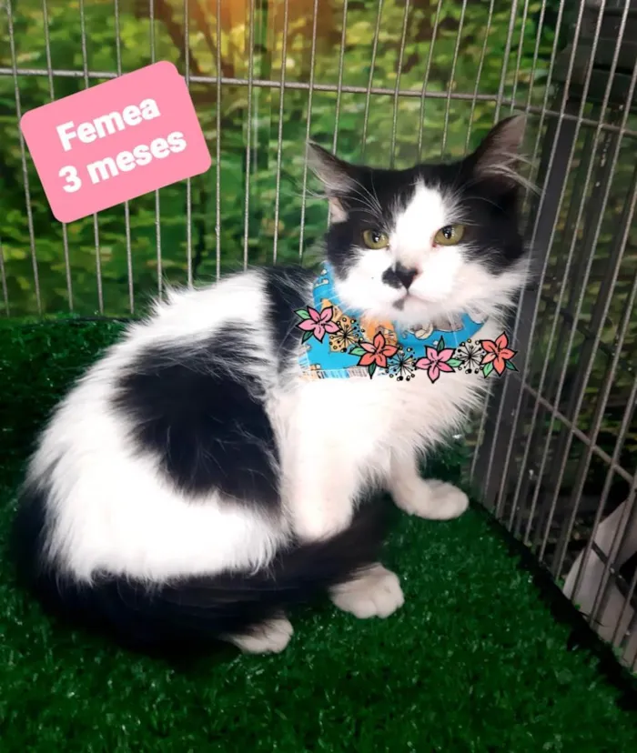 Gato raça Srd idade 2 a 6 meses nome Fox