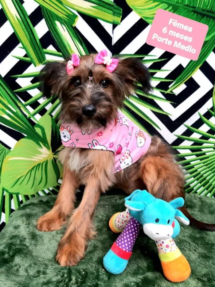 Cachorro raça Srd idade 2 a 6 meses nome Jully