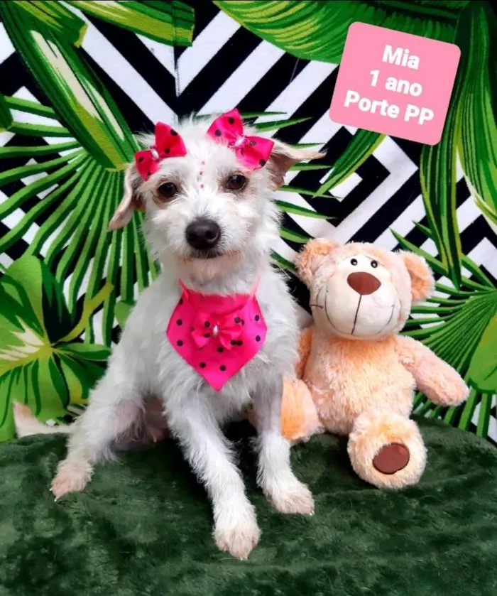 Cachorro raça Srd idade 1 ano nome Mia