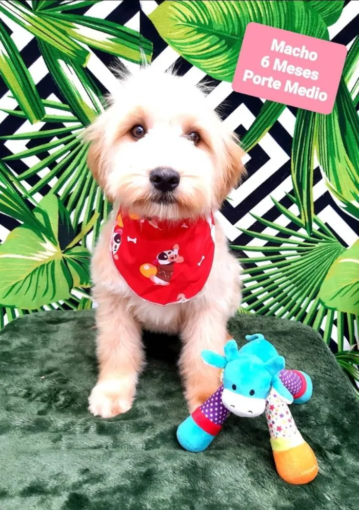 Cachorro raça Srd idade 2 a 6 meses nome Jack