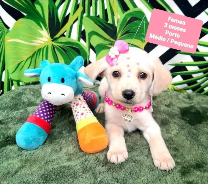 Cachorro raça Srd idade 2 a 6 meses nome Molly