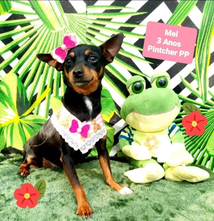 Cachorro raça Pinscher idade 3 anos nome Mel 